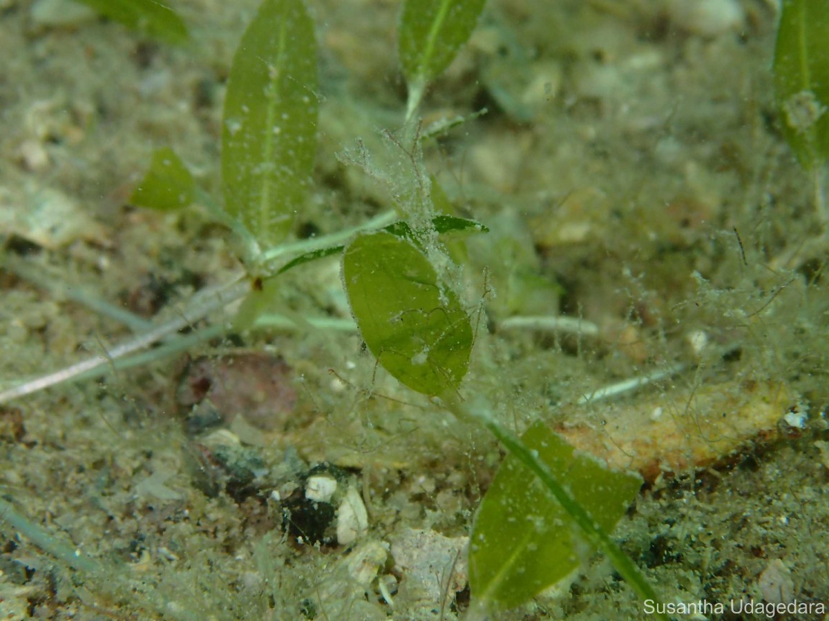 Halophila decipiens Ostenf.
